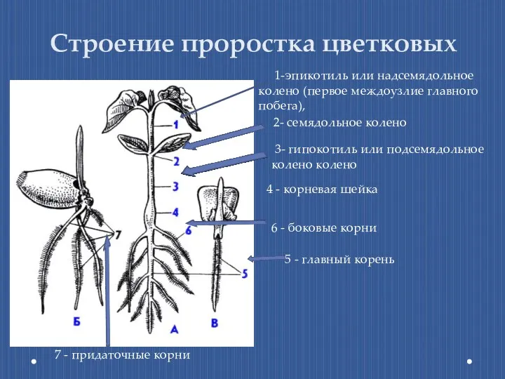 Строение проростка цветковых 1-эпикотиль или надсемядольное колено (первое междоузлие главного