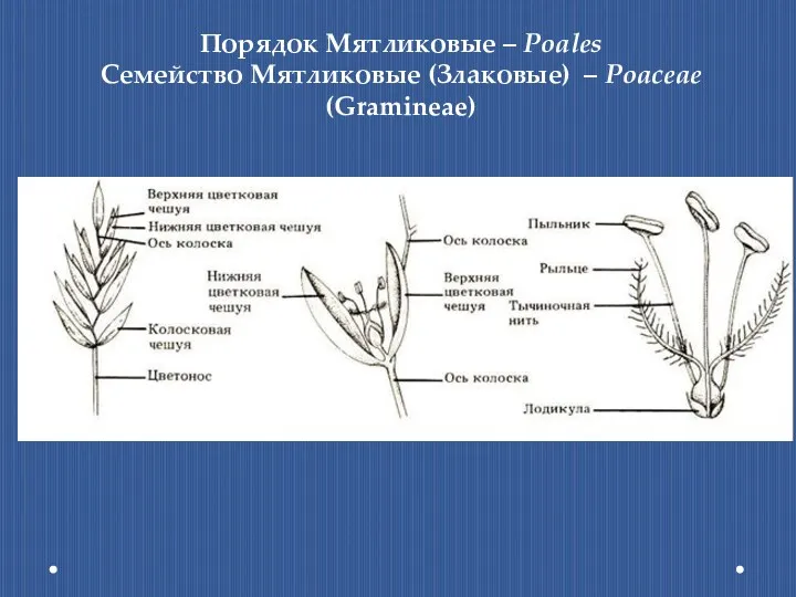 Порядок Мятликовые – Poales Семейство Мятликовые (Злаковые) – Poaceae (Gramineae)