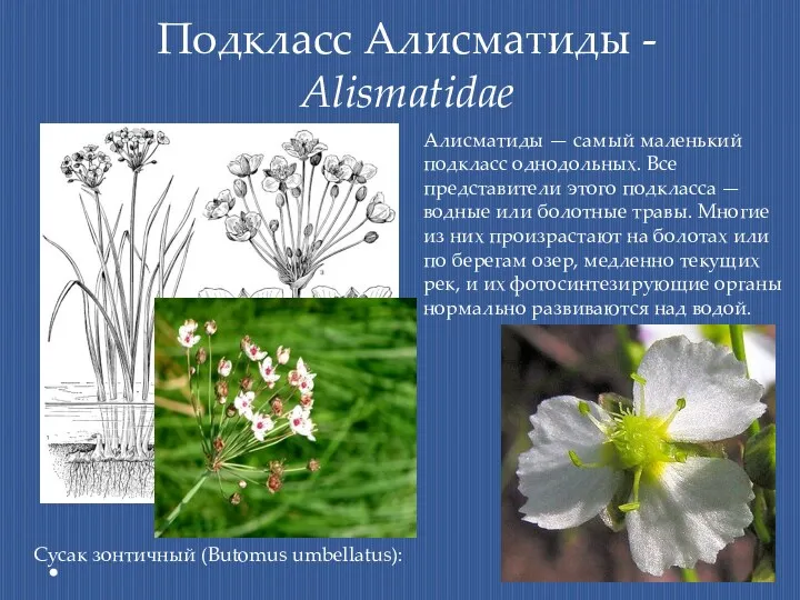 Подкласс Алисматиды - Alismatidae Алисматиды — самый маленький подкласс однодольных.