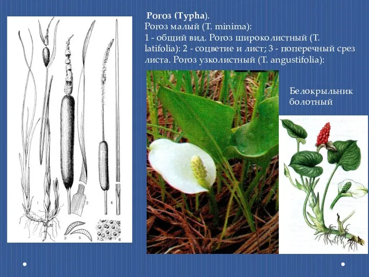 Рогоз (Typha). Рогоз малый (T. minima): 1 - общий вид.