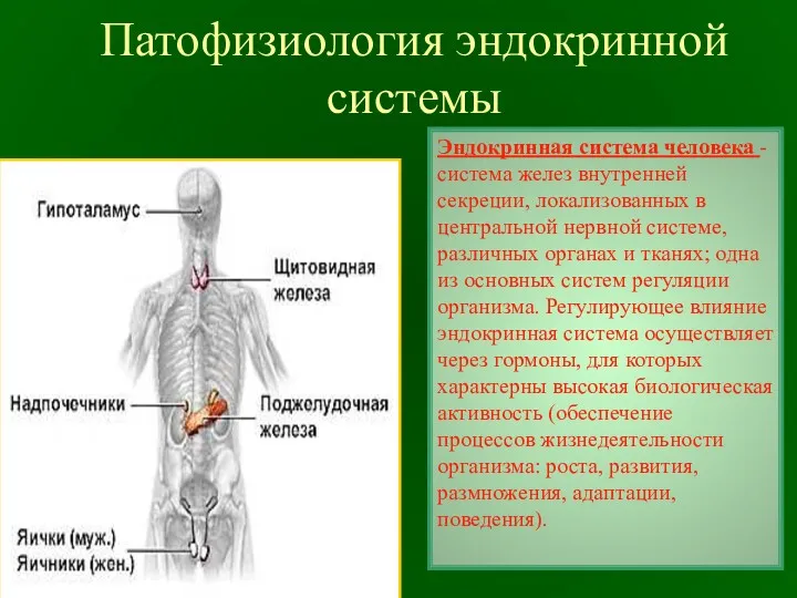 Патофизиология эндокринной системы Эндокринная система человека - система желез внутренней