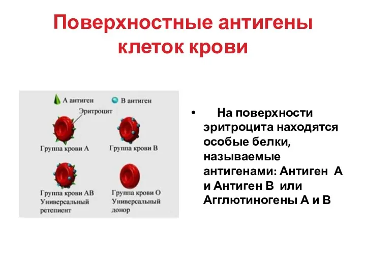 Поверхностные антигены клеток крови На поверхности эритроцита находятся особые белки,