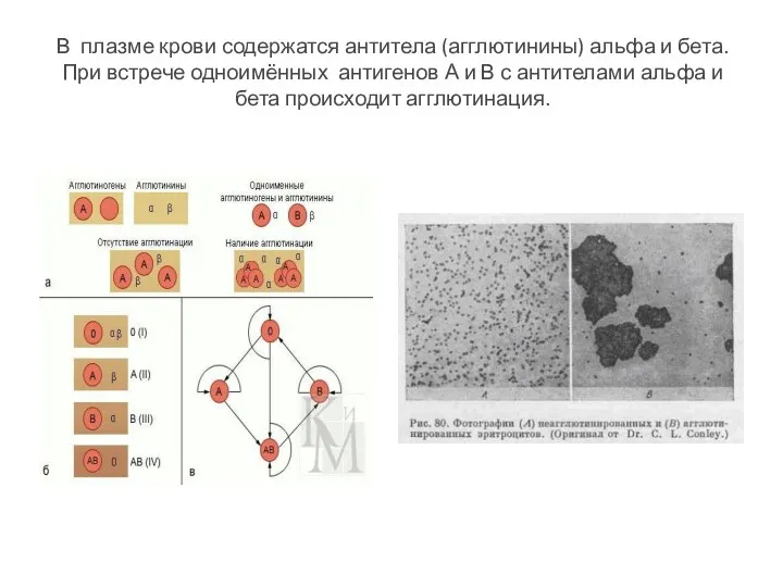 В плазме крови содержатся антитела (агглютинины) альфа и бета. При