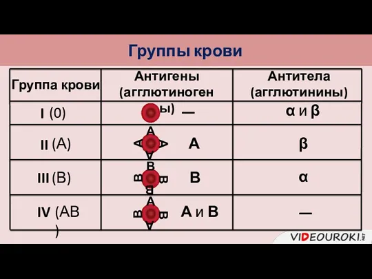 Группы крови Группа крови I II III IV Антигены (агглютиногены)