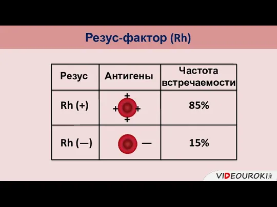 Резус-фактор (Rh) Rh (+) Rh (—) Резус + + +