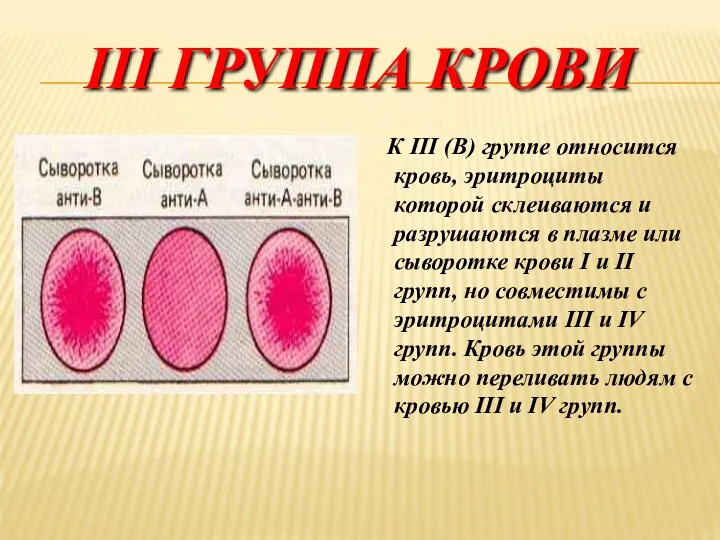 III ГРУППА КРОВИ К III (В) группе относится кровь, эритроциты