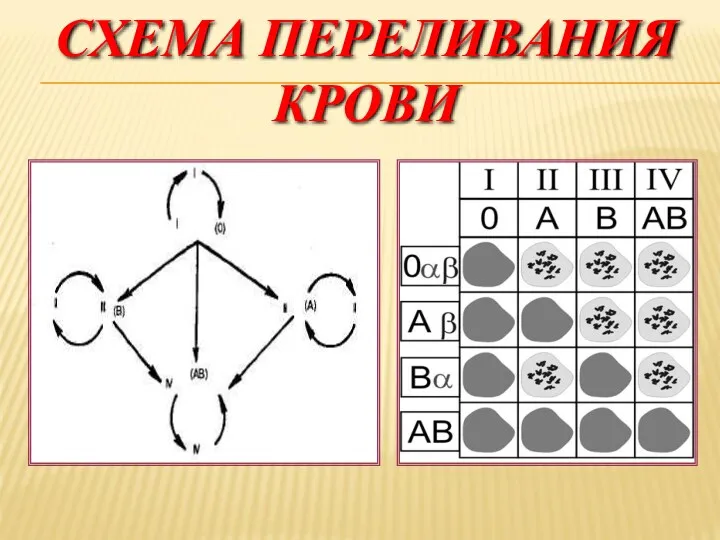 СХЕМА ПЕРЕЛИВАНИЯ КРОВИ