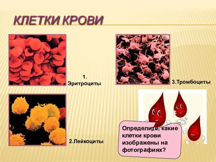 КЛЕТКИ КРОВИ Определите, какие клетки крови изображены на фотографиях? 1.Эритроциты 2.Лейкоциты 3.Тромбоциты