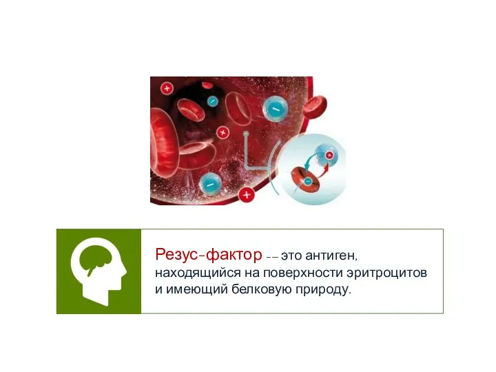 Резус-фактор –— это антиген, находящийся на поверхности эритроцитов и имеющий белковую природу.