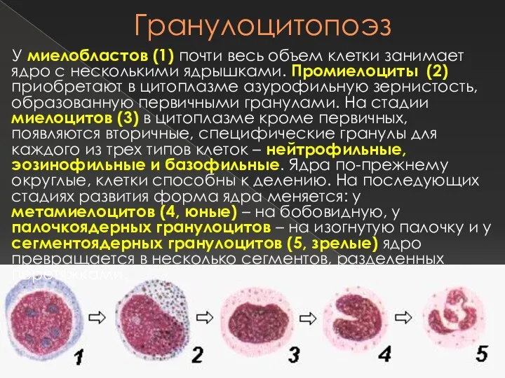 Гранулоцитопоэз У миелобластов (1) почти весь объем клетки занимает ядро