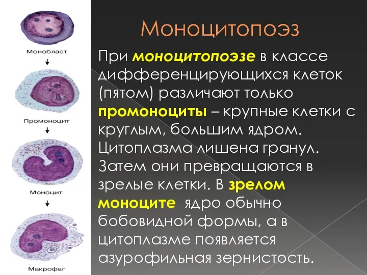 Моноцитопоэз При моноцитопоэзе в классе дифференцирующихся клеток (пятом) различают только