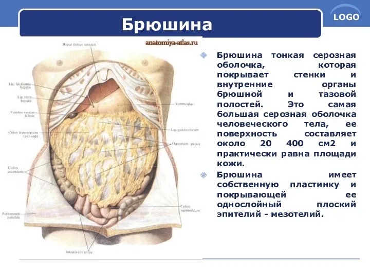 Брюшина Брюшина тонкая серозная оболочка, которая покрывает стенки и внутренние