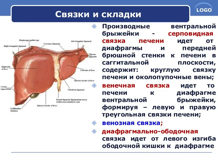 Связки и складки Производные вентральной брыжейки - серповидная связка печени