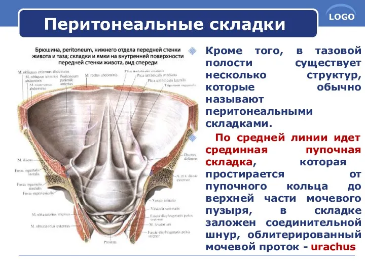 Перитонеальные складки Кроме того, в тазовой полости существует несколько структур,