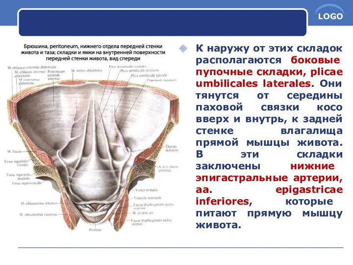 К наружу от этих складок располагаются боковые пупочные складки, plicae