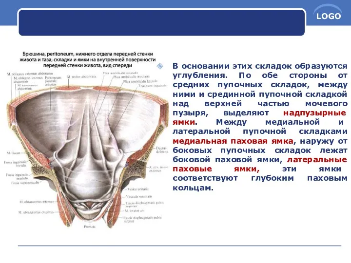 В основании этих складок образуются углубления. По обе стороны от