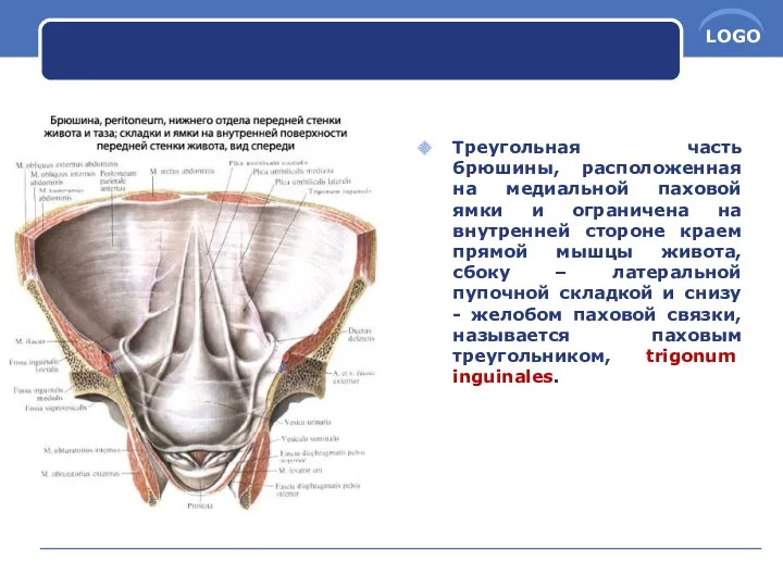 Треугольная часть брюшины, расположенная на медиальной паховой ямки и ограничена