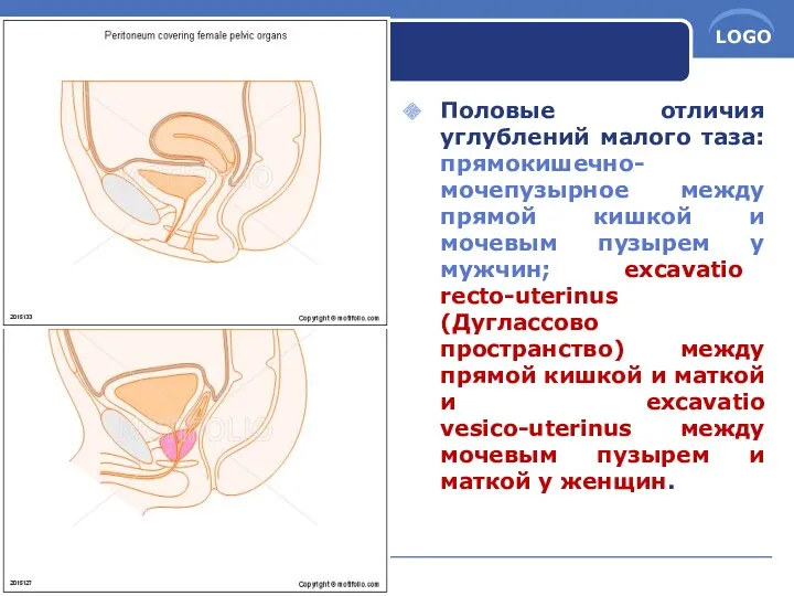 Половые отличия углублений малого таза: прямокишечно-мочепузырное между прямой кишкой и