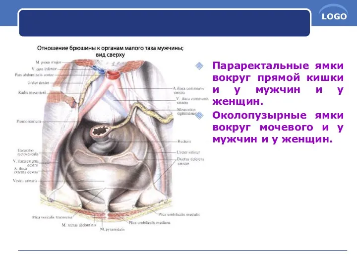 Параректальные ямки вокруг прямой кишки и у мужчин и у