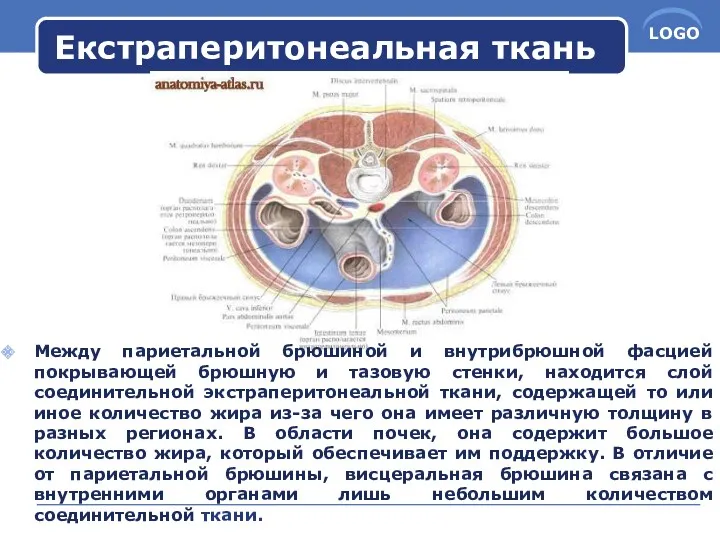 Екстраперитонеальная ткань Между париетальной брюшиной и внутрибрюшной фасцией покрывающей брюшную