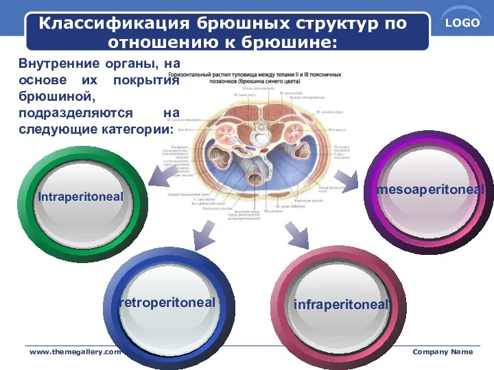 www.themegallery.com Company Name Классификация брюшных структур по отношению к брюшине: