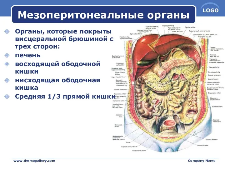 Мезоперитонеальные органы Органы, которые покрыты висцеральной брюшиной с трех сторон: