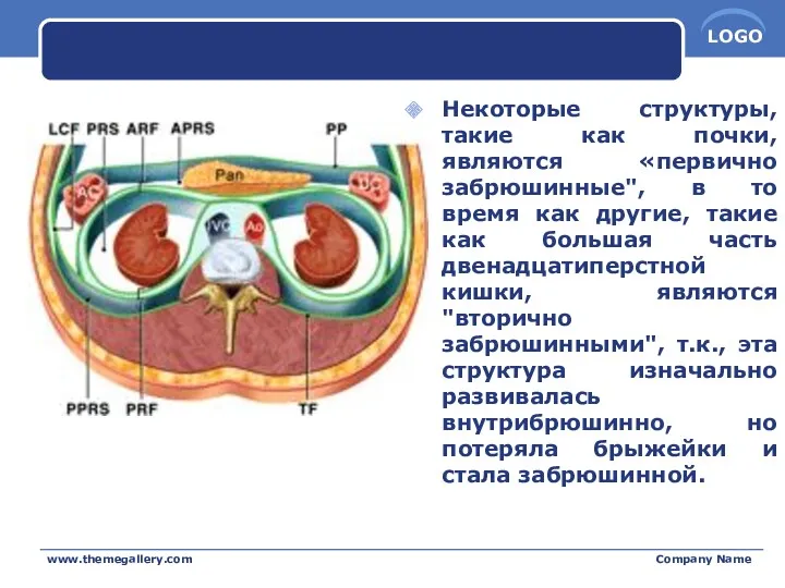 Некоторые структуры, такие как почки, являются «первично забрюшинные", в то