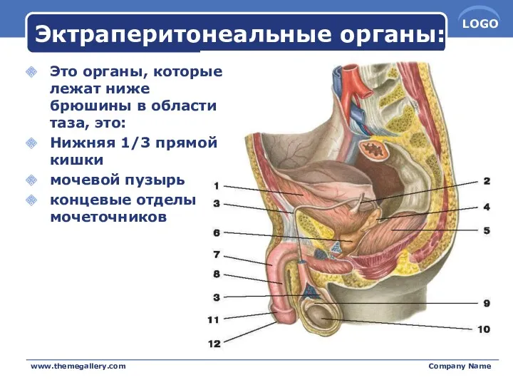 Эктраперитонеальные органы: Это органы, которые лежат ниже брюшины в области