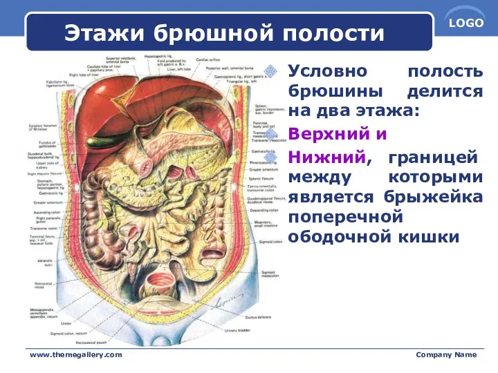 Этажи брюшной полости Условно полость брюшины делится на два этажа: