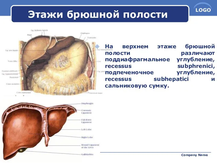 Этажи брюшной полости На верхнем этаже брюшной полости различают поддиафрагмальное