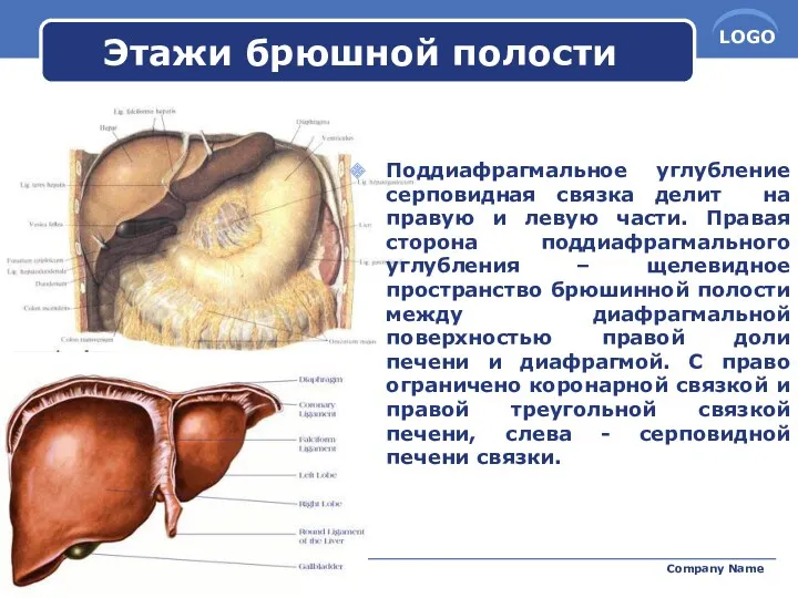 Этажи брюшной полости Поддиафрагмальное углубление серповидная связка делит на правую