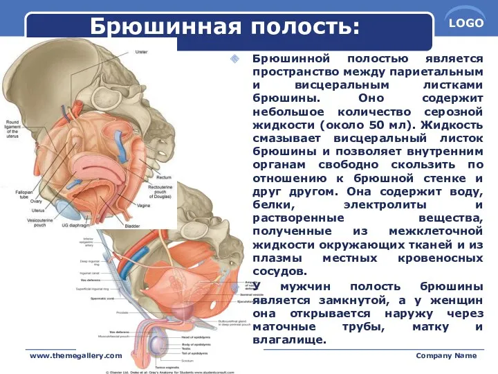 Брюшинная полость: Брюшинной полостью является пространство между париетальным и висцеральным