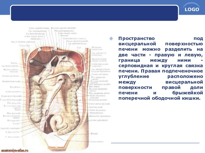 Пространство под висцеральной поверхностью печени можно разделить на две части