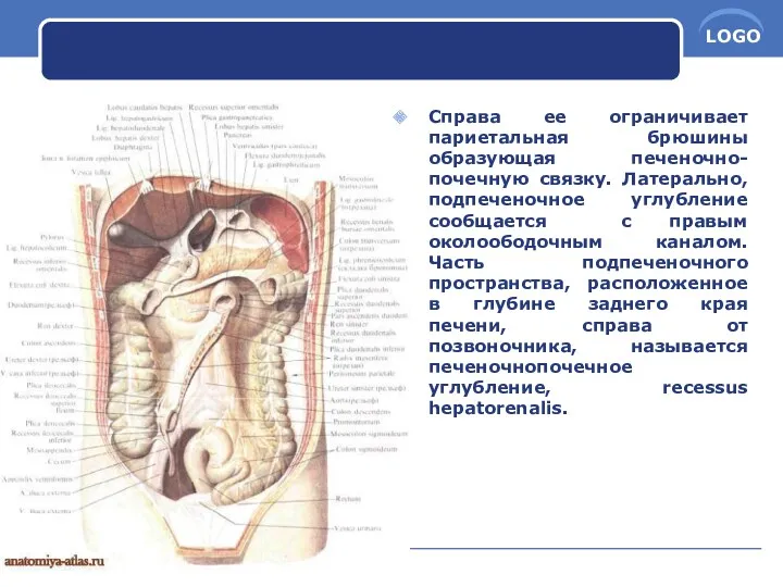 Справа ее ограничивает париетальная брюшины образующая печеночно-почечную связку. Латерально, подпеченочное