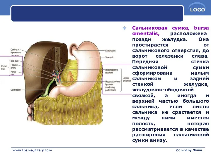 Сальниковая сумка, bursa omentalis, расположена позади желудка. Она простирается от