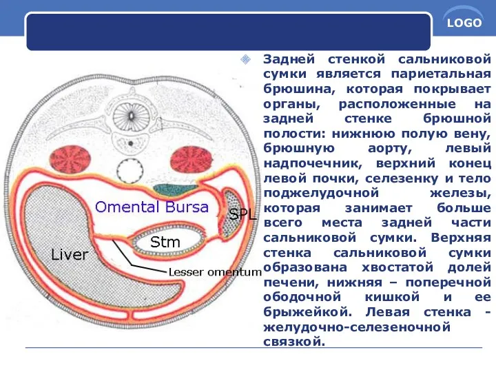 Задней стенкой сальниковой сумки является париетальная брюшина, которая покрывает органы,