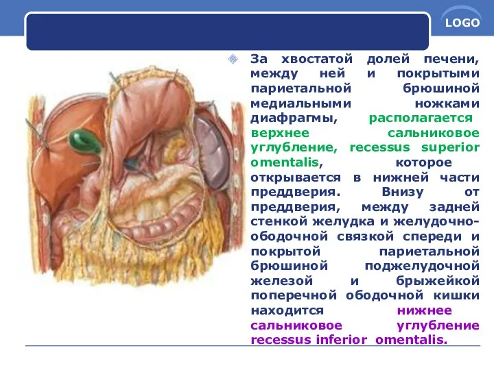 За хвостатой долей печени, между ней и покрытыми париетальной брюшиной