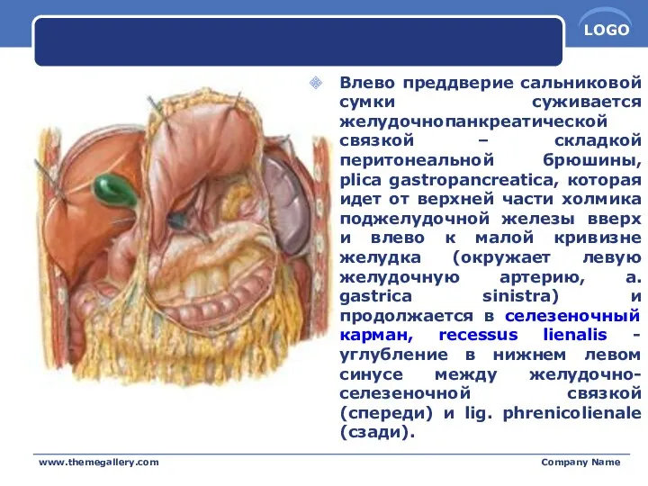 Влево преддверие сальниковой сумки суживается желудочнопанкреатической связкой – складкой перитонеальной