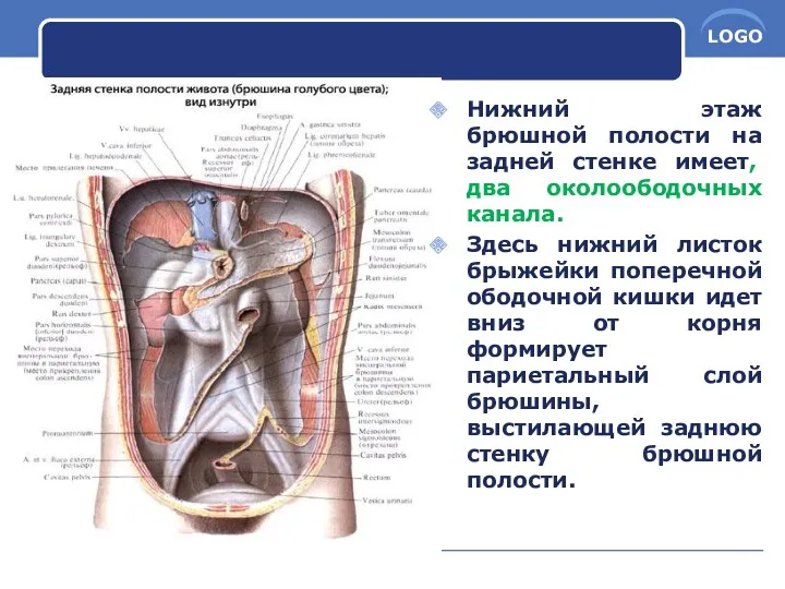 Нижний этаж брюшной полости на задней стенке имеет, два околоободочных