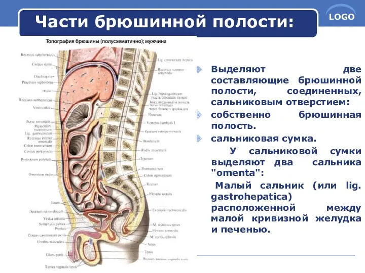 Части брюшинной полости: Выделяют две составляющие брюшинной полости, соединенных, сальниковым