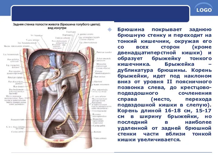 Брюшина покрывает заднюю брюшную стенку и переходит на тонкий кишечник,