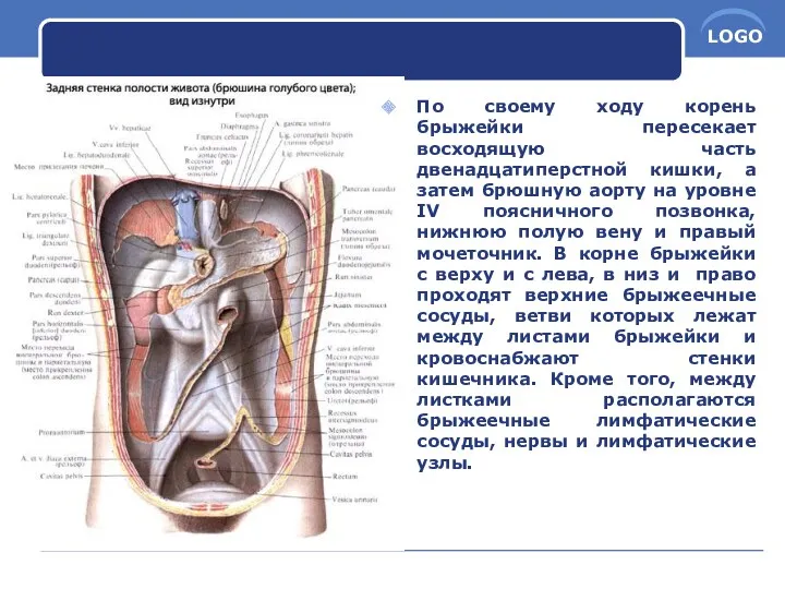 По своему ходу корень брыжейки пересекает восходящую часть двенадцатиперстной кишки,