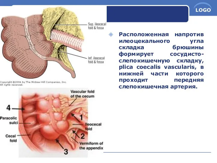 Расположенная напротив илеоцекального угла складка брюшины формирует сосудисто- слепокишечную складку,