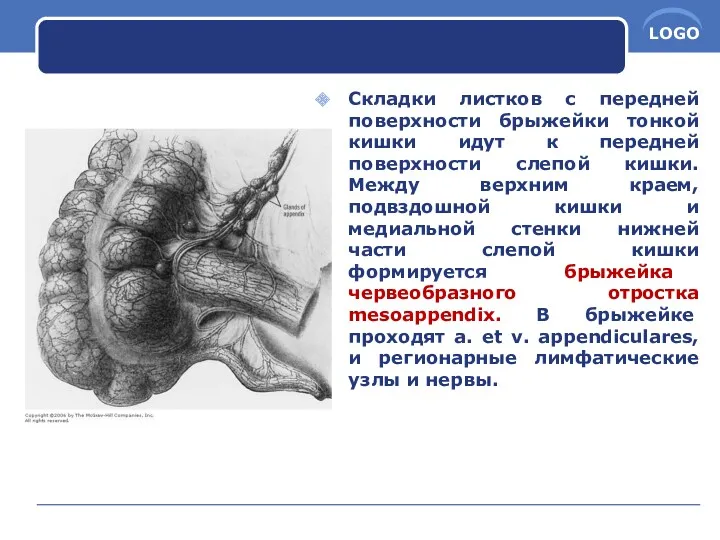 Складки листков с передней поверхности брыжейки тонкой кишки идут к