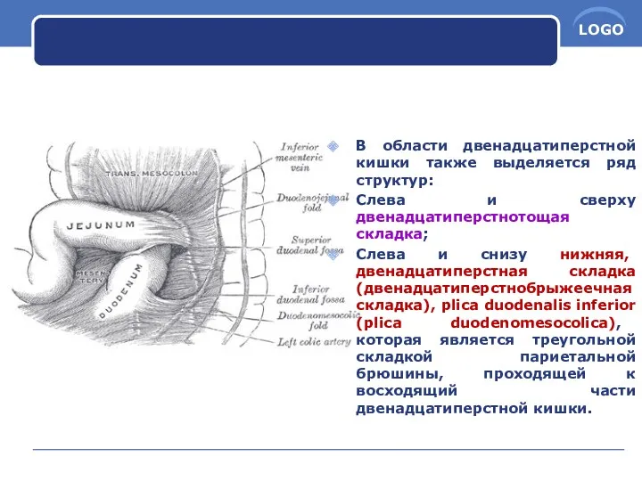 В области двенадцатиперстной кишки также выделяется ряд структур: Слева и