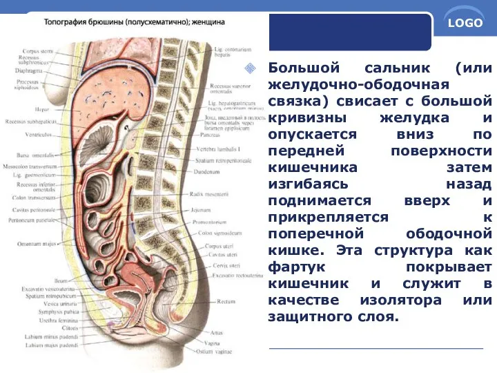 Большой сальник (или желудочно-ободочная связка) свисает с большой кривизны желудка