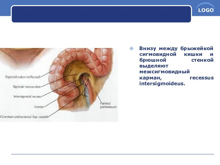 Внизу между брыжейкой сигмовидной кишки и брюшной стенкой выделяют межсигмовидный карман, recessus intersigmoideus.