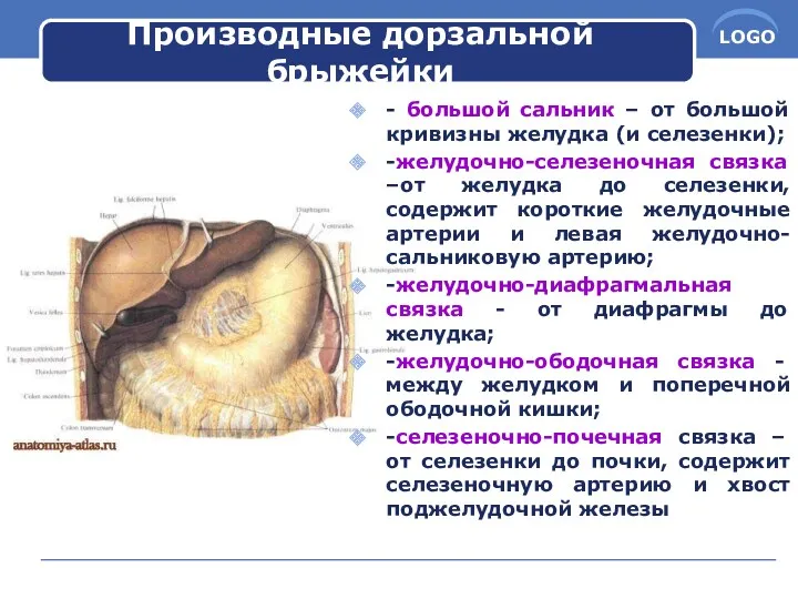 Производные дорзальной брыжейки - большой сальник – от большой кривизны