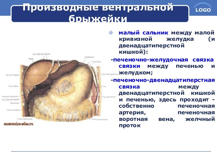 Производные вентральной брыжейки малый сальник между малой кривизной желудка (и