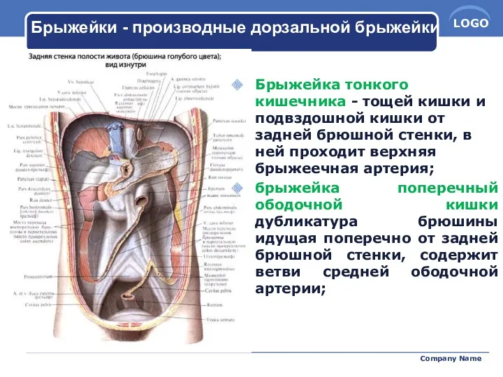 Брыжейка тонкого кишечника - тощей кишки и подвздошной кишки от